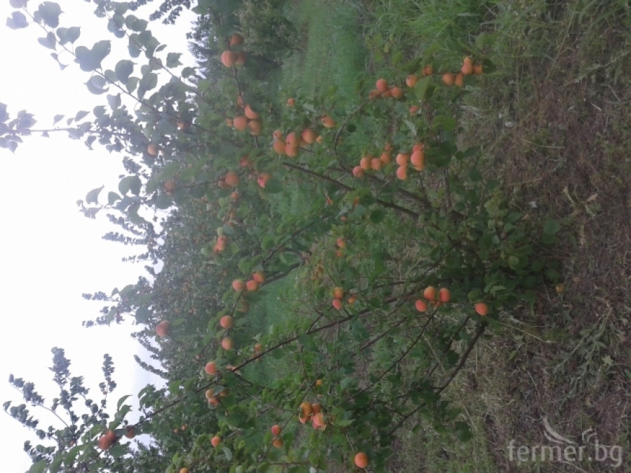 Bio Organic Apricot, Органични Био Кайсии-Бръшленска превъзходна. - Снимка 1