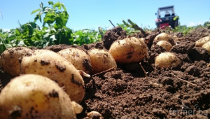ДФЗ дава 1,8 млн. лв. на производителите на картофи