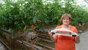 Белгийска ферма за домат - пример за добро приложение на растителна защита