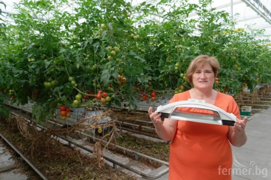 Белгийска ферма за домат - пример за добро приложение на растителна защита - Снимка 1