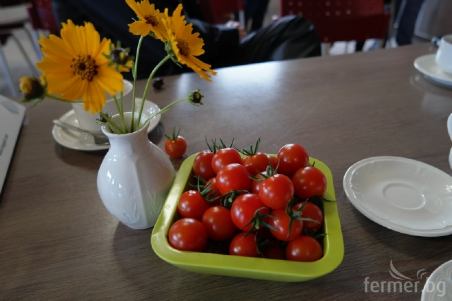 Белгийска ферма за домат - пример за добро приложение на растителна защита - Снимка 2