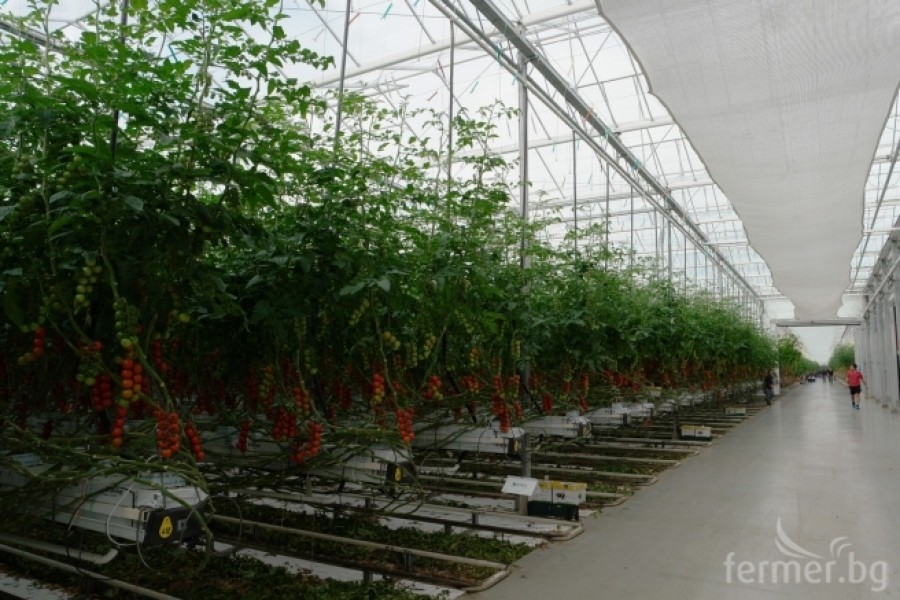 Белгийска ферма за домат - пример за добро приложение на растителна защита - Снимка 4