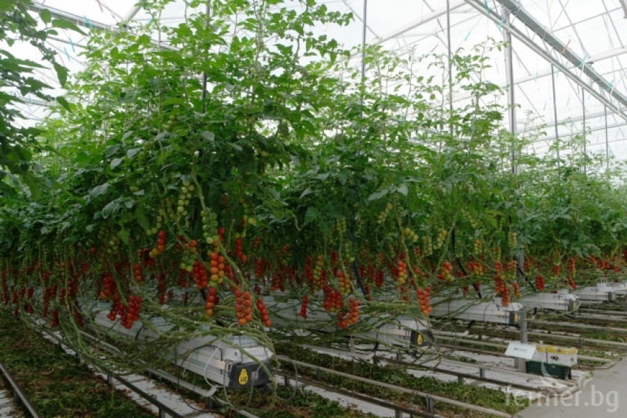 Белгийска ферма за домат - пример за добро приложение на растителна защита - Снимка 5