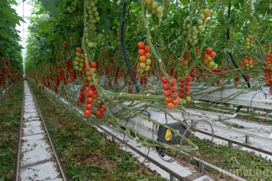 Белгийска ферма за домат - пример за добро приложение на растителна защита - Снимка 6
