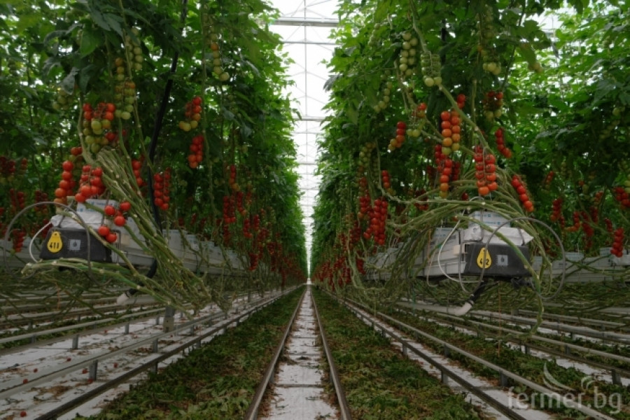 Белгийска ферма за домат - пример за добро приложение на растителна защита - Снимка 7