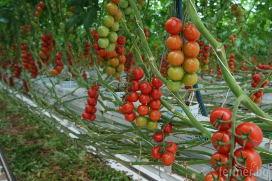 Белгийска ферма за домат - пример за добро приложение на растителна защита - Снимка 8