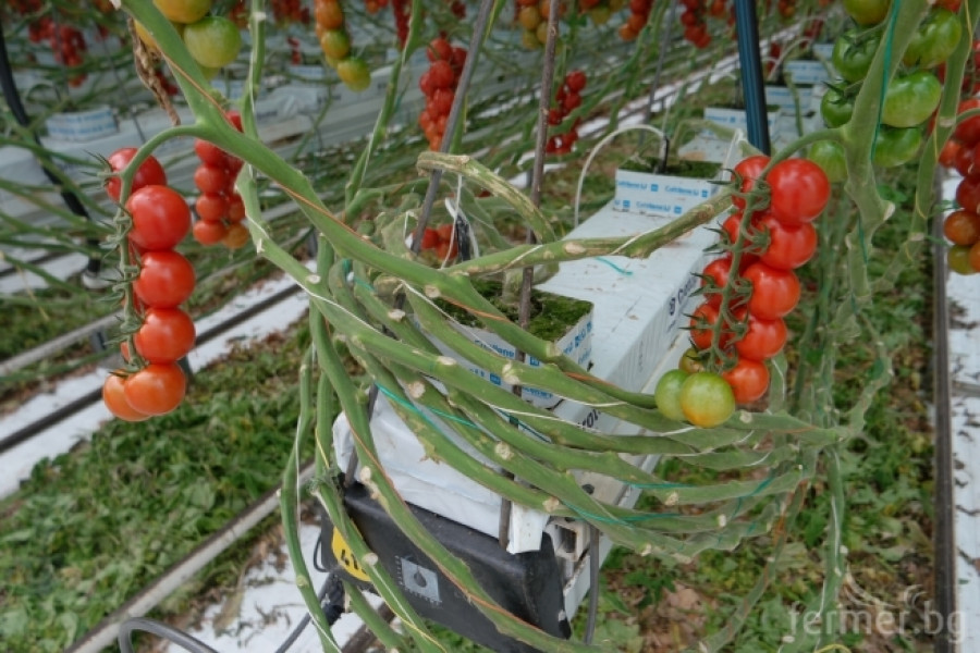 Белгийска ферма за домат - пример за добро приложение на растителна защита - Снимка 9