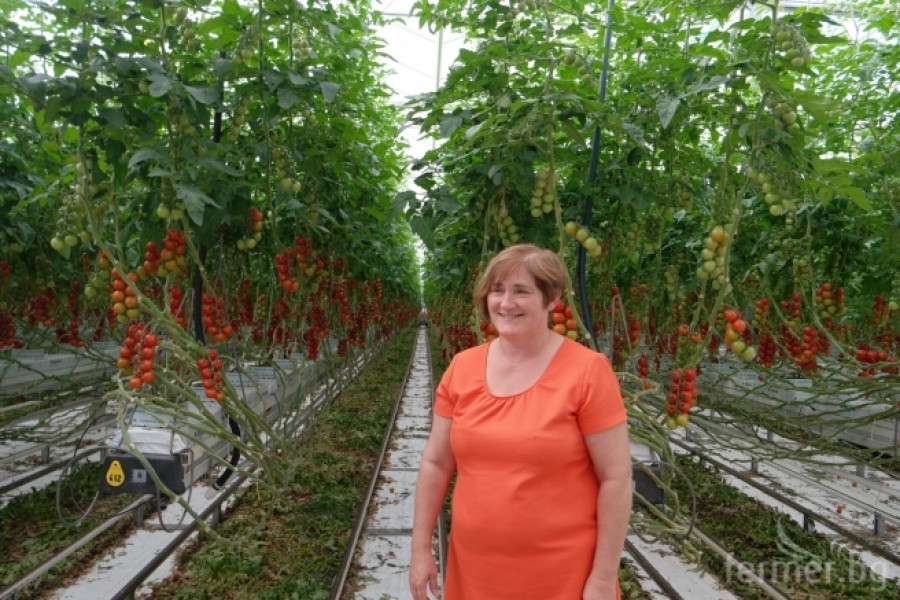 Белгийска ферма за домат - пример за добро приложение на растителна защита - Снимка 10