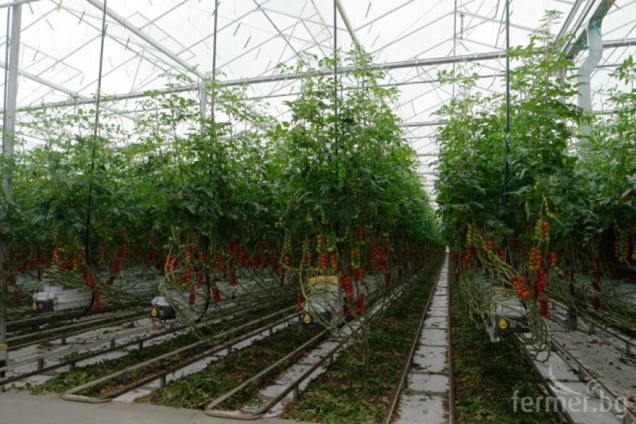 Белгийска ферма за домат - пример за добро приложение на растителна защита - Снимка 12