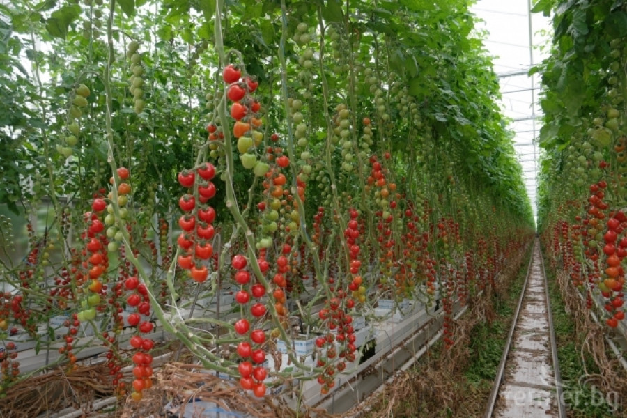 Белгийска ферма за домат - пример за добро приложение на растителна защита - Снимка 15