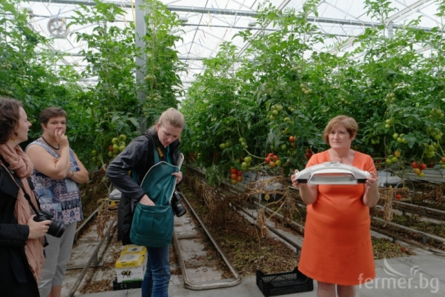 Белгийска ферма за домат - пример за добро приложение на растителна защита - Снимка 16