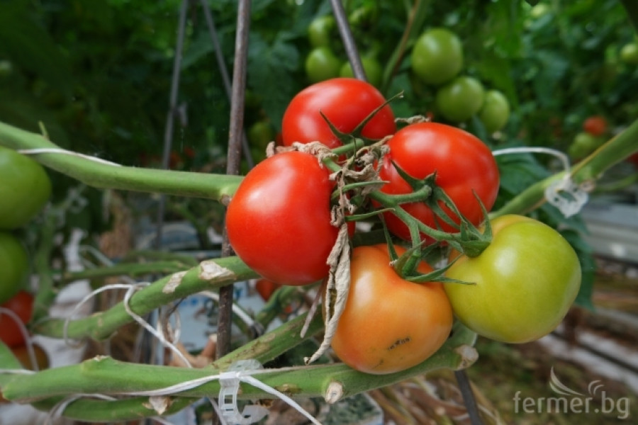 Белгийска ферма за домат - пример за добро приложение на растителна защита - Снимка 17