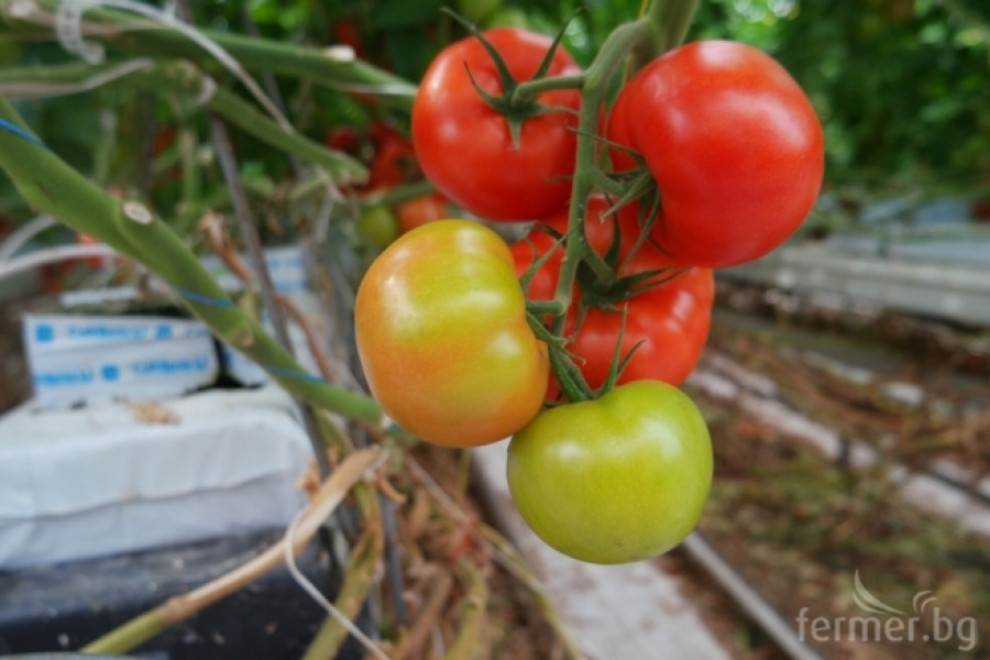 Белгийска ферма за домат - пример за добро приложение на растителна защита - Снимка 18