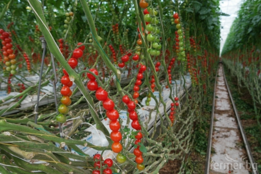 Белгийска ферма за домат - пример за добро приложение на растителна защита - Снимка 21