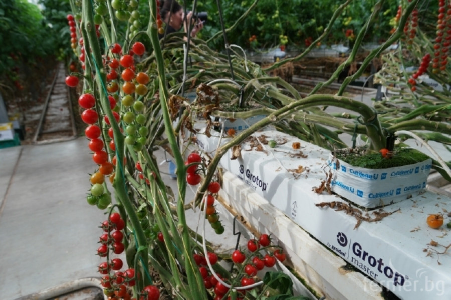 Белгийска ферма за домат - пример за добро приложение на растителна защита - Снимка 22