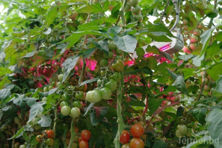 Белгийска ферма за домат - пример за добро приложение на растителна защита - Снимка 25