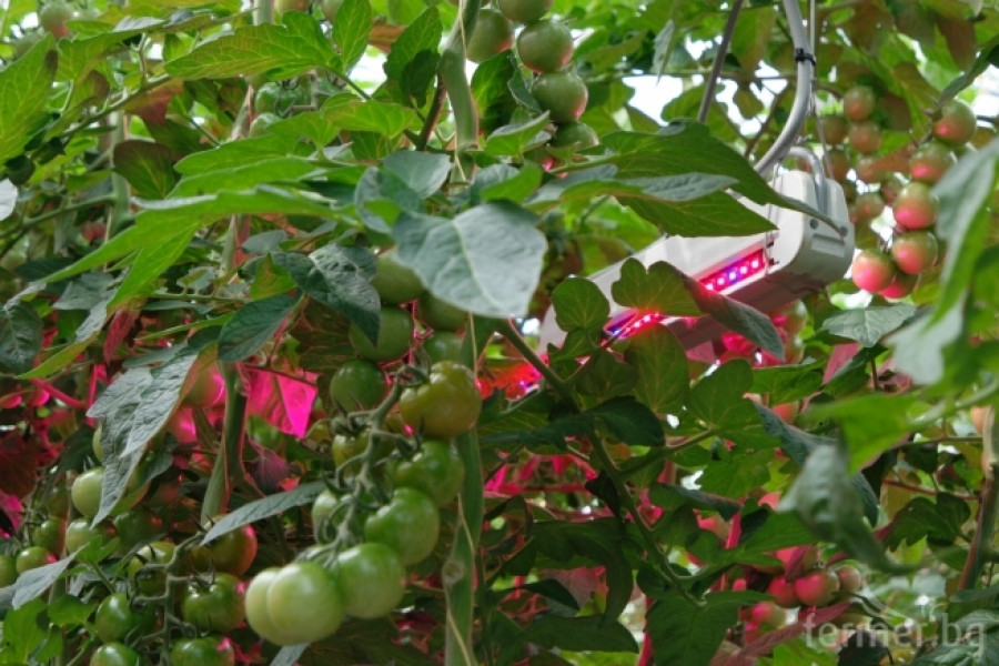 Белгийска ферма за домат - пример за добро приложение на растителна защита - Снимка 26