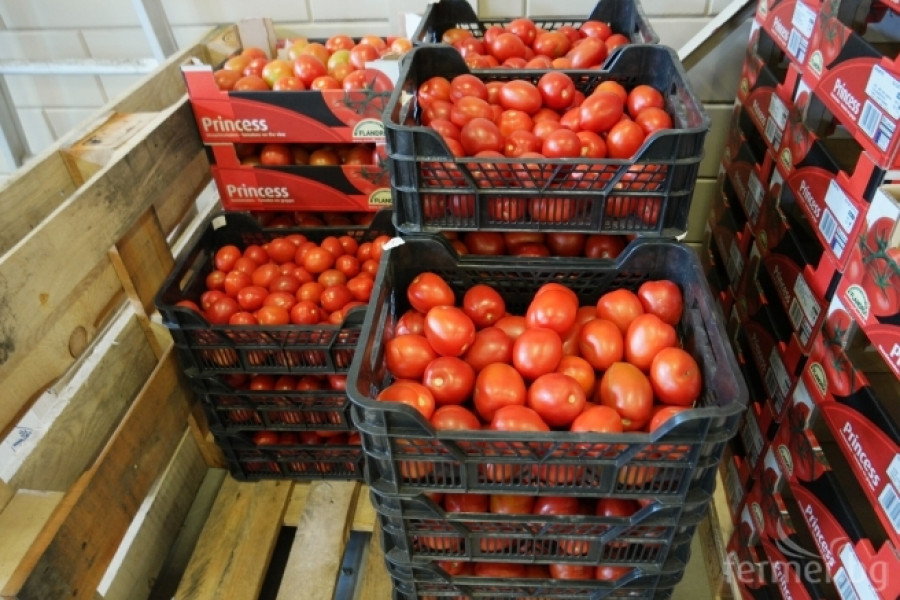 Белгийска ферма за домат - пример за добро приложение на растителна защита - Снимка 28