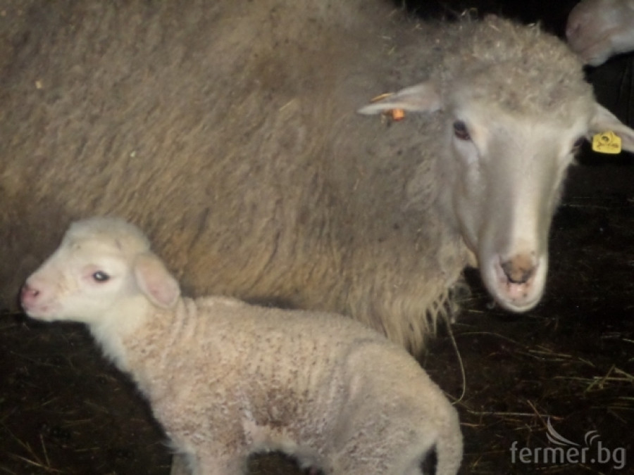 овце - Снимка 1