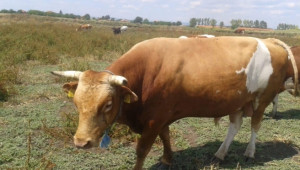 Женски телета и юници, бик