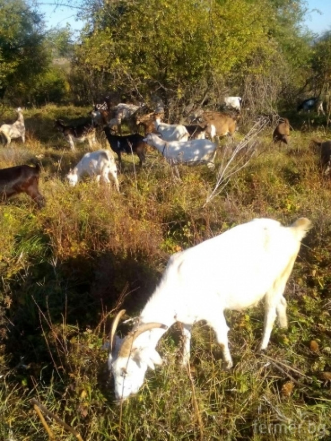 сашко и козите - Снимка 3