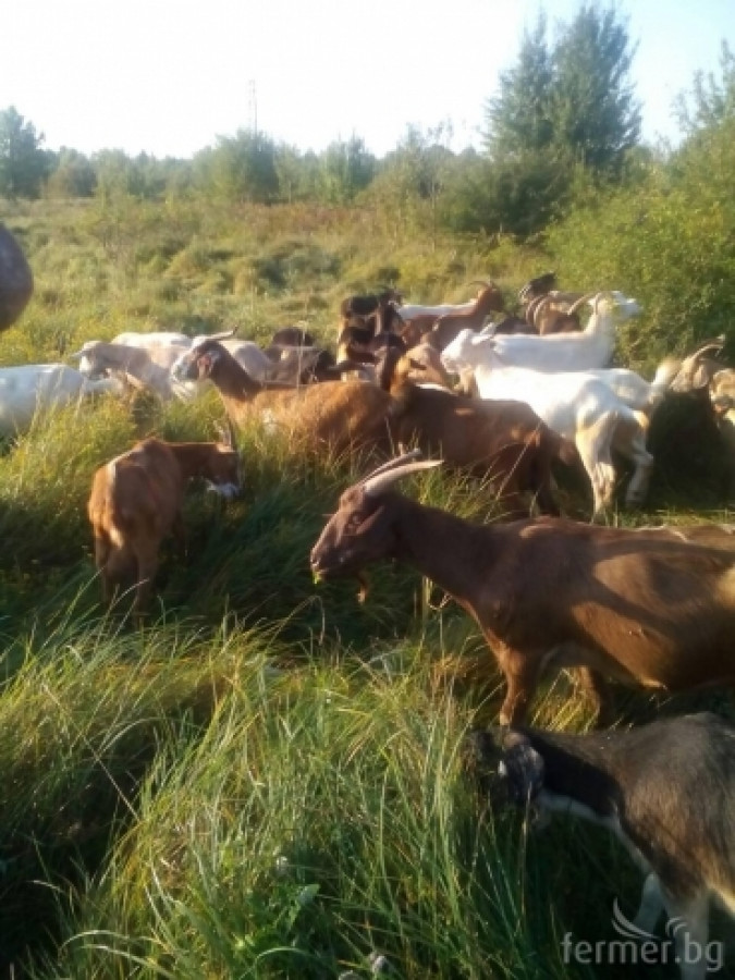 сашко и козите - Снимка 6