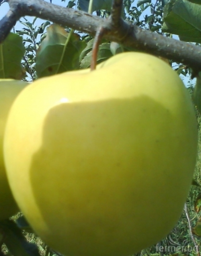 Ябълки - Снимка 1