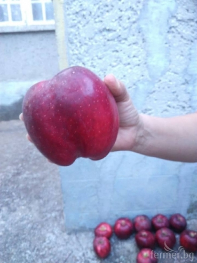 Ябълки - Снимка 3