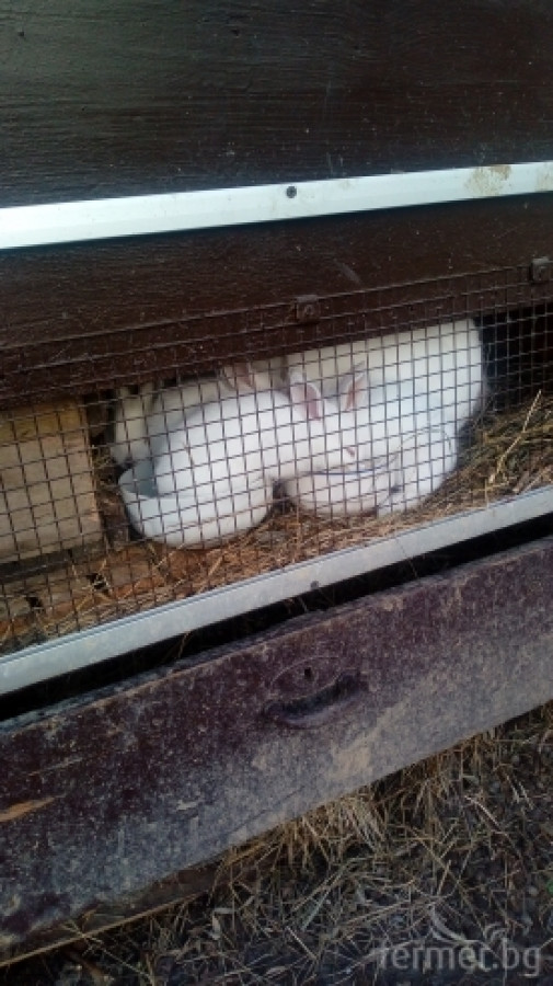 Зайци - Снимка 1