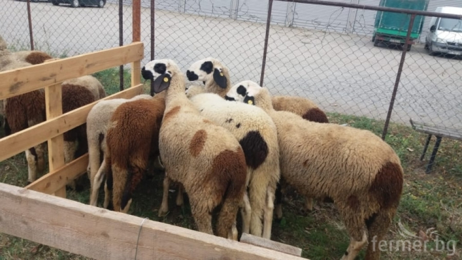 Маришки овце - Снимка 1