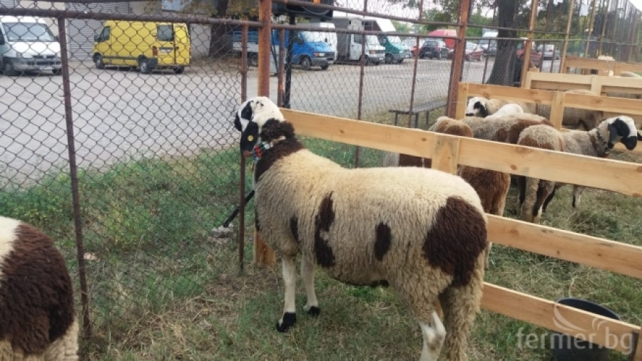 Маришки овце - Снимка 3