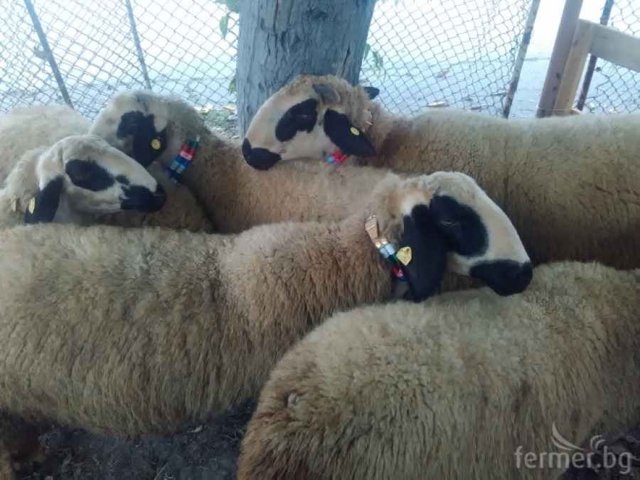 Маришки овце - Снимка 4