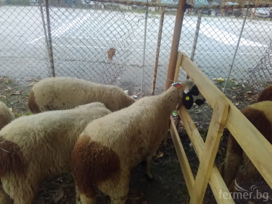 Маришки овце - Снимка 6