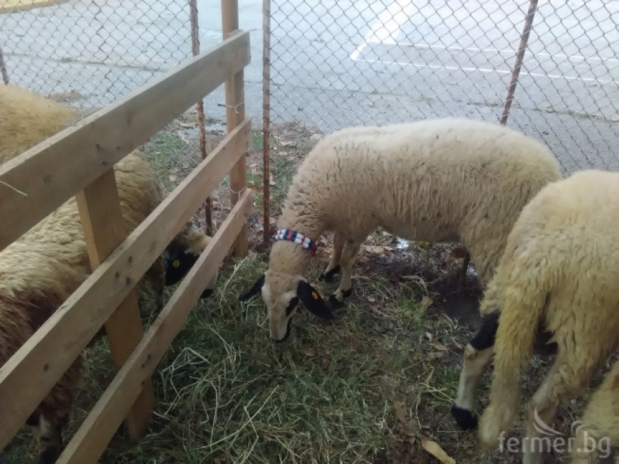 Маришки овце - Снимка 7