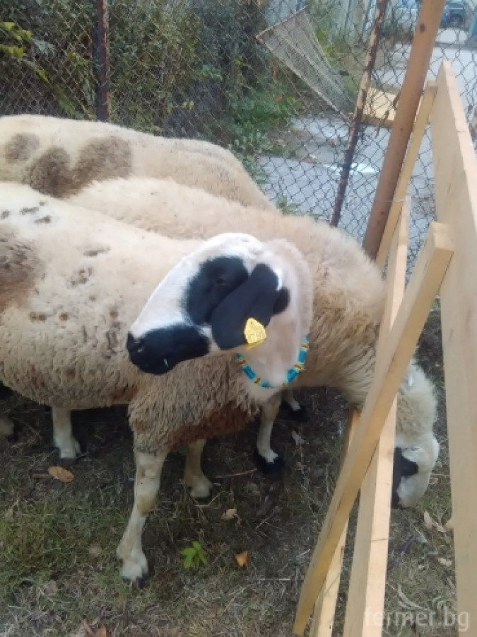 Маришки овце - Снимка 8