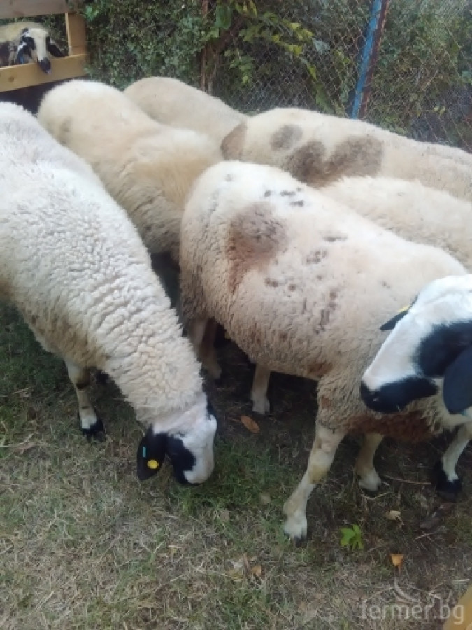 Маришки овце - Снимка 9