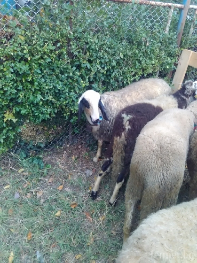 Маришки овце - Снимка 11