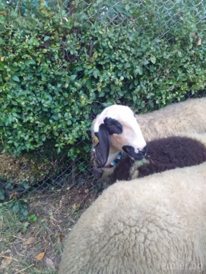 Маришки овце - Снимка 12
