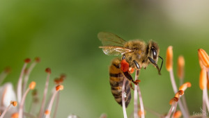 Експерти с анализ за смъртността при пчелите - Agri.bg