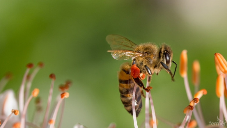 Експерти с анализ за смъртността при пчелите