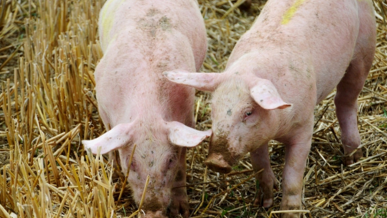 Световна инициатива ще бори чумата по свинете