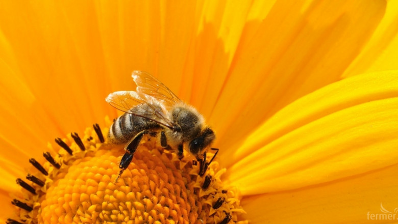 Какво не знаят пчеларите за пробиотиците?
