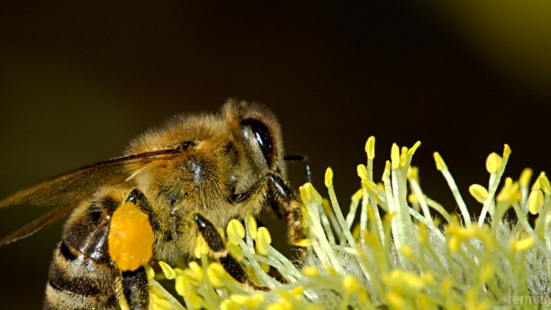 Европейска инициатива за спасяване на пчелите