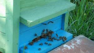 Окончателно: Пчелите в община Балчик не са отровени при третиране на овошки - Agri.bg