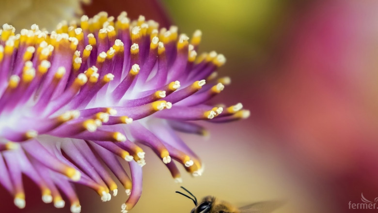 Какво показаха проверките за подмор на пчели?