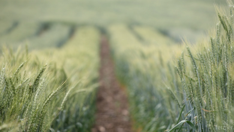 На борсите: Застой при цените на пшеницата