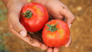 Полезните свойства на лолиолида в защитата на доматите  - Agri.bg