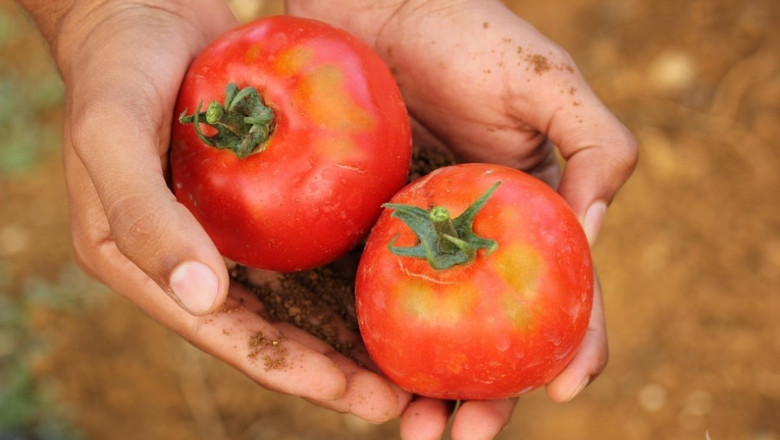 Полезните свойства на лолиолида в защитата на доматите 