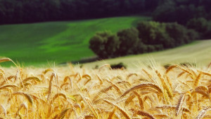 Защо поскъпва пшеницата на световния пазар? - Agri.bg