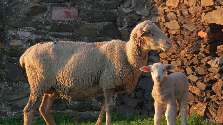 Обор се срути и уби 150 овце след почистване